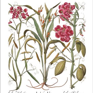 Botanical Wall Art - Restored Vintage Illustrations - Restored Flowering Plants Giclee Art afbeelding 15