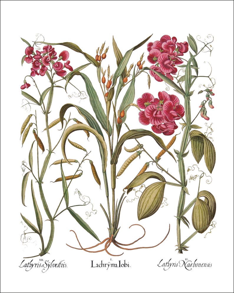 Botanical Wall Art - Restored Vintage Illustrations - Restored Flowering Plants Giclee Art afbeelding 15