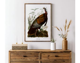 Vintage Wild Turkey Print - Restored Audubon Bird Art