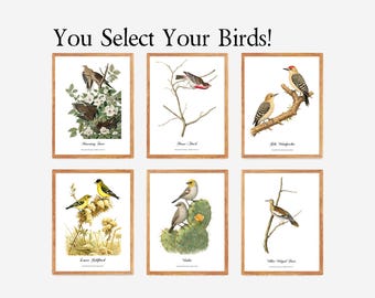 Audubon Prints.  Arizona Birds.  Choose Your Birds!  Specify selections in "Add Personalization".