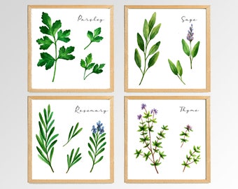 Minimalist Herb Prints Wall Art.  Set of Four Prints.  Stylized Watercolors. Six Popular Square Print Sizes.  Two Print Paper Selections