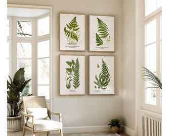 Vintage Botanical Fern Prints, Set of Four, Restored Wall Art, Three Style Choices.