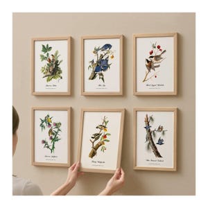 Beautifully Restored Vintage Audubon Bird Prints - Unique Wall Decor for Nature Lovers.  BIRDS OF MINNESOTA.  Set of 6 Bird Wall Art Prints.