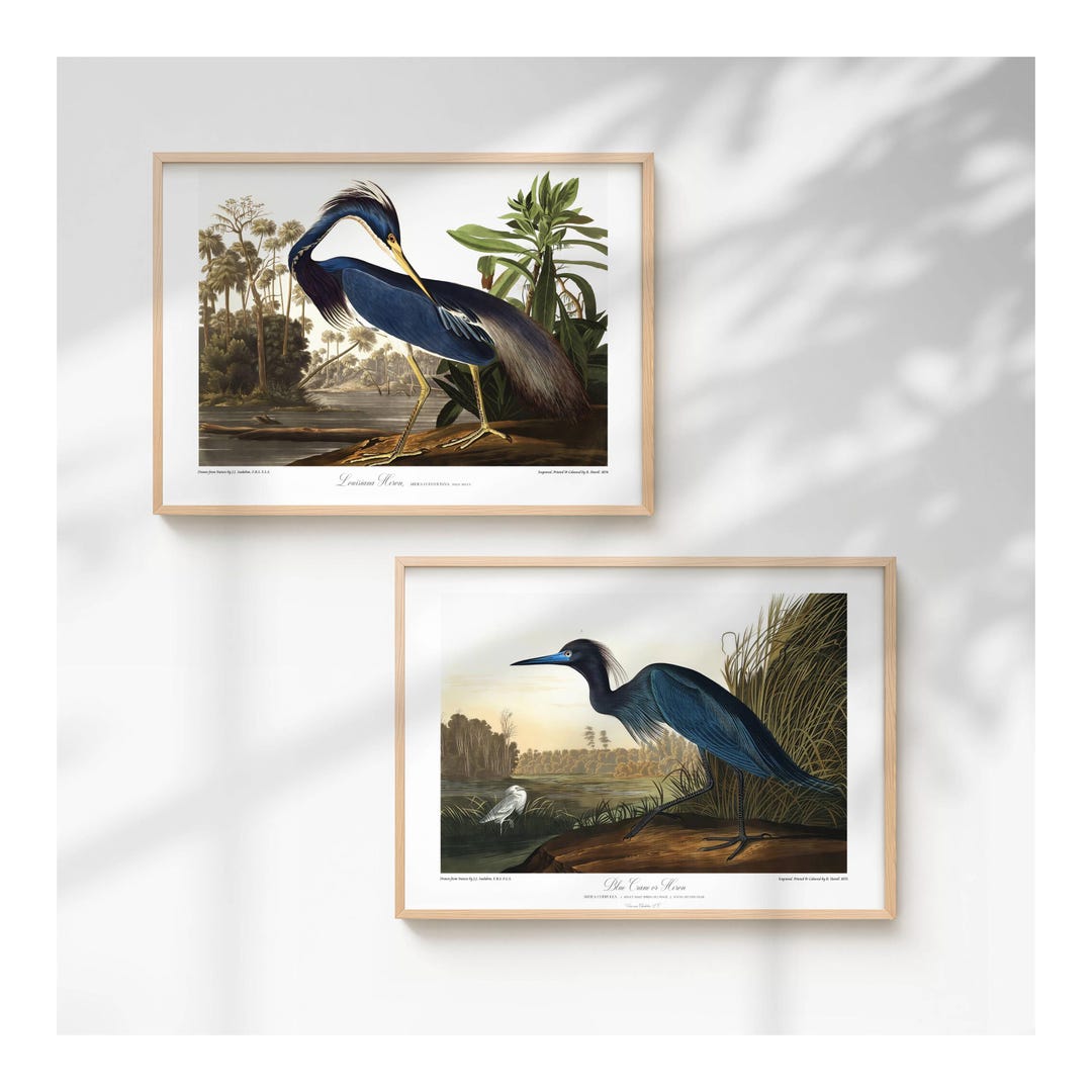 Restored Coastal Bird Print Set - Louisiana Heron & Blue Heron - Etsy