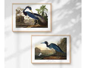 Restored Coastal Bird Print Set - Louisiana Heron & Blue Heron