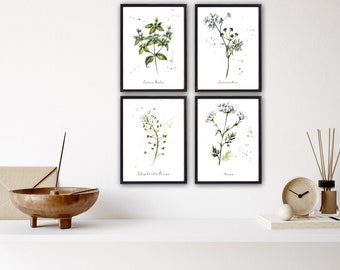 Herb Prints Wall Art.  Set of Four Prints.  Medicinal Herbs & Plants.  Four Print Sizes.  Fine Art or Canvas Texture Papers.
