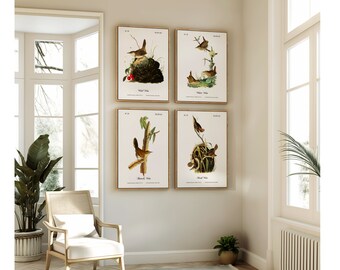 Beautifully Restored Vintage Audubon Bird Prints - Unique Wall Decor for Nature Lovers.  WREN PRINTS.  Set of 4 Bird Wall Art Prints.