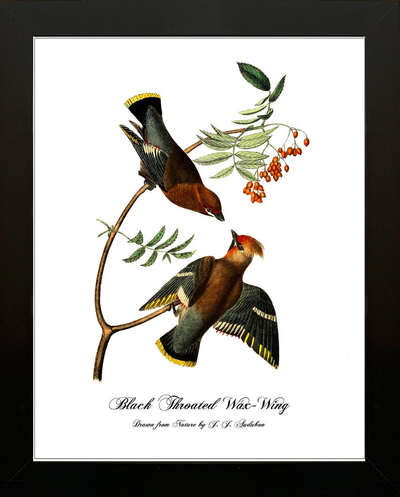 AUDUBON BIRD PRINTS Set of Two 5x7 8x10 11x14 or 16x20 | Etsy