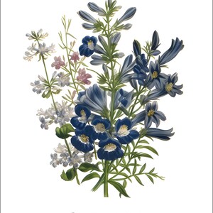 K&ouml;nnte beinhalten: Eine Vintage-botanische Illustration eines Strau&szlig;es aus blauen und wei&szlig;en Blumen mit gr&uuml;nen Stielen und Bl&auml;ttern. Der Text "Les Fleurs de Jardin" ist unter den Blumen gedruckt.