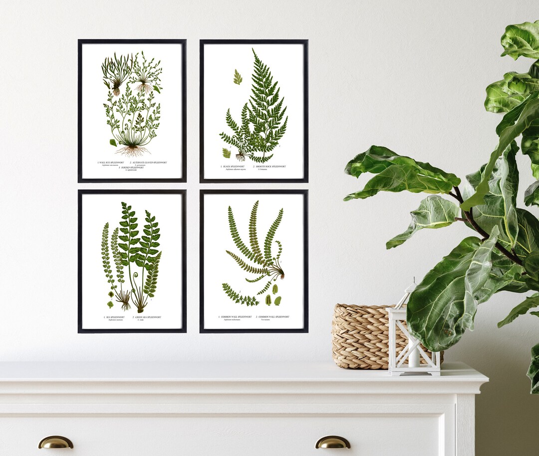 Fern Wall Art. Set of Four, Vintage Restored Botanical Prints. Four