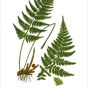 Fern Wall Art. Set of Four, Vintage Restored Botanical Prints. Four Print Sizes Available. Fine Art or Canvas Texture Paper. image 5