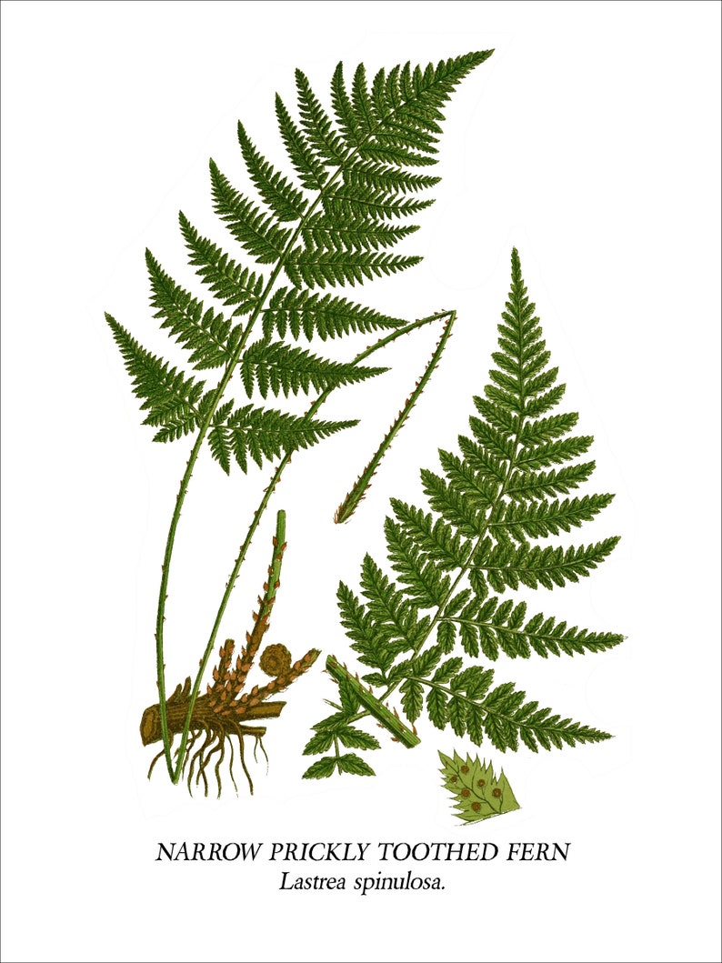 Fern Wall Art. Set of Four, Vintage Restored Botanical Prints. Four Print Sizes Available. Fine Art or Canvas Texture Paper. image 5