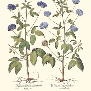 Botanical Wall Art - Restored Vintage Illustrations - Restored Flowering Plants Giclee Art afbeelding 5