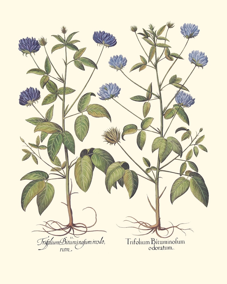 Botanical Wall Art - Restored Vintage Illustrations - Restored Flowering Plants Giclee Art afbeelding 5