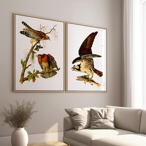 Hawks Print Set.  Two Vintage Restored Bird Art Prints.  Giclee Fine Art Printing.  Two Background Choices.  Six Popular Print Sizes.