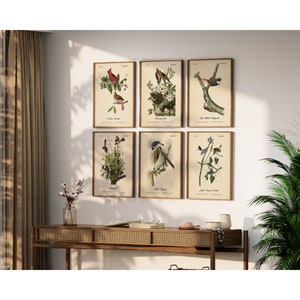 Beautiful Vintage Audubon Bird Prints - Unique Wall Decor for Nature Lovers.  BIRDS OF FLORIDA.  Set of 6 Bird Wall Art Prints.