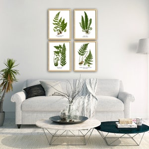 Fern Wall Art. Set of Four, Vintage Restored Botanical Prints. Four Print Sizes Available. Fine Art or Canvas Texture Paper. image 9