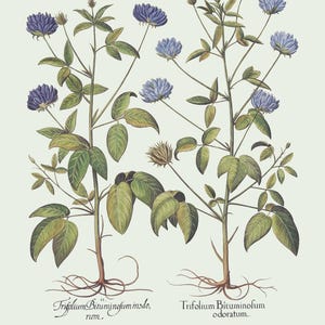 Botanical Wall Art - Restored Vintage Illustrations - Restored Flowering Plants Giclee Art afbeelding 11
