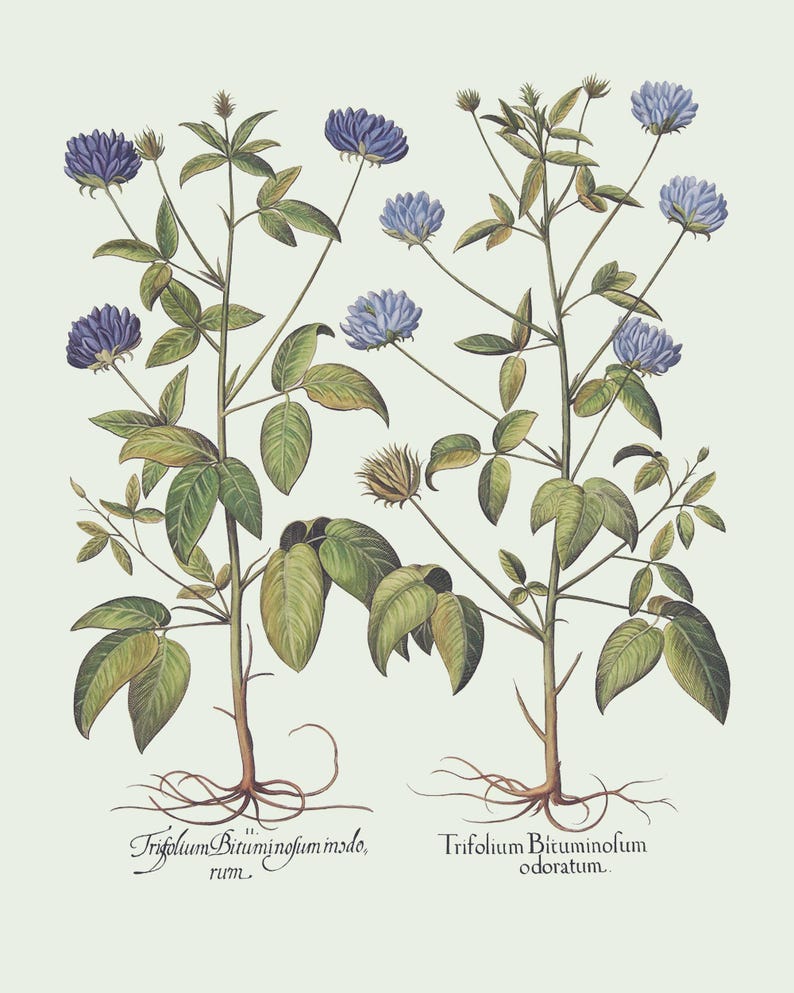 Botanical Wall Art - Restored Vintage Illustrations - Restored Flowering Plants Giclee Art afbeelding 11
