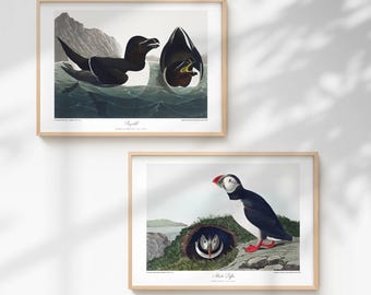 Coastal Bird Print Set - Restored Atlantic Puffin & Razorbill Art