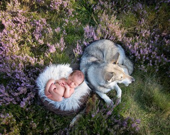 Heather wolfdog newborn backdrop