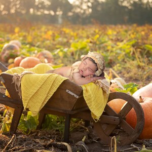 Pompoen pasgeboren achtergrond