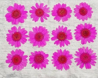 12 pressed Daisies, dried Daisy flowers, Bright Pink resin inserts, Card making scrapbooking, Craft Supplies