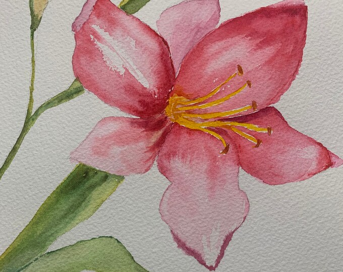 Original Pink Lily Watercolor Painting, Lily Botanical Wall Art - Etsy