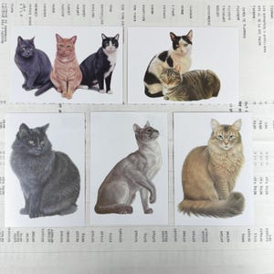 Cartoline con gatti. Set di 5, del 2015 - illustrazioni di Francien, NOS