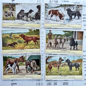 Vintage-Sammelkarten. Set mit 6 alten Karten der Firma Liebig, Werbe-Sammelkarten. Serie 531 - Hunde