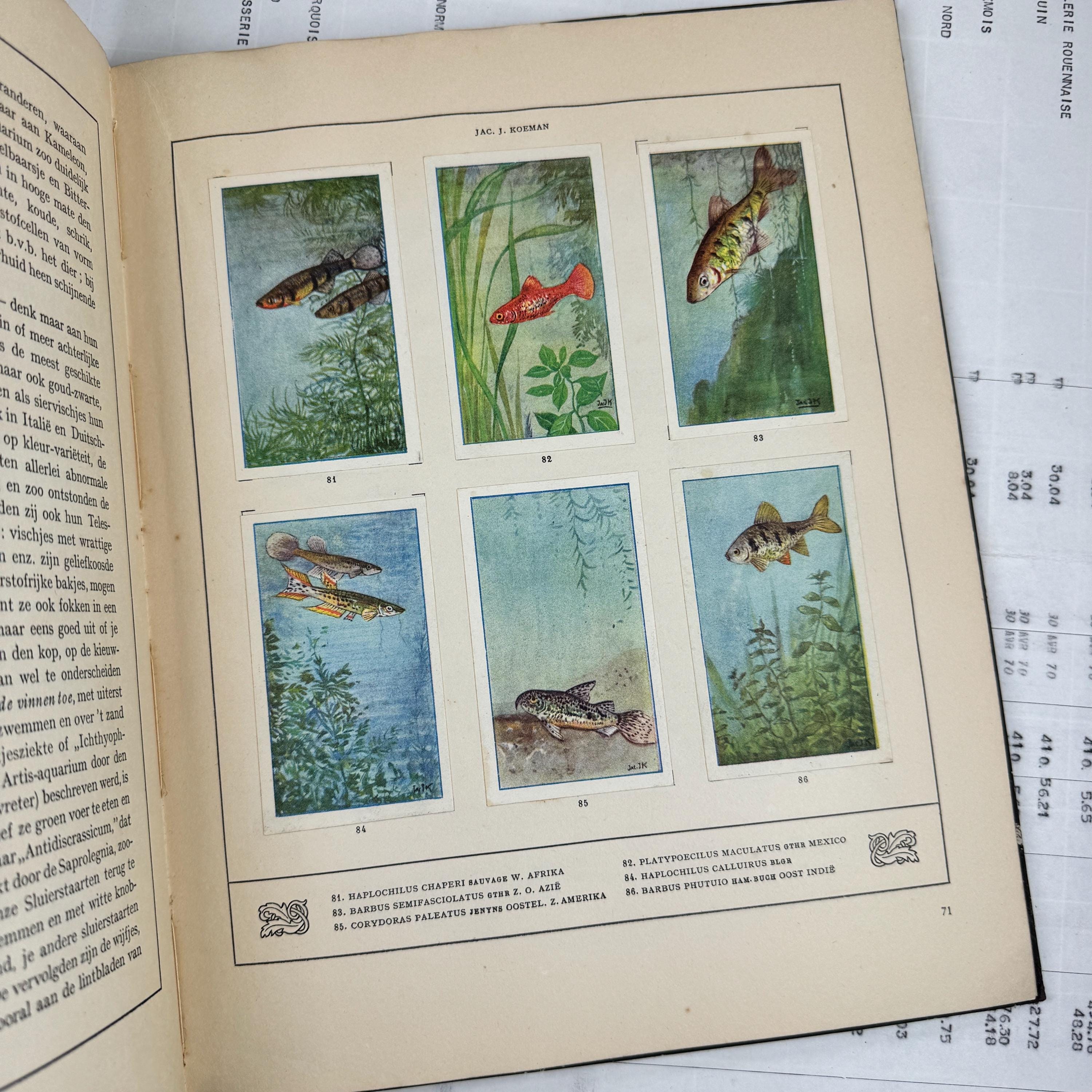Fish 1925 1925 - Original Verkade Album - Aquarium Collector Cards Complete 137 ...