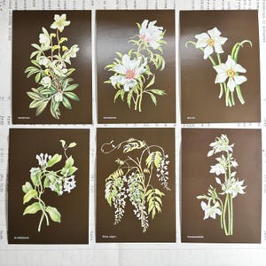 Postales botánicas. Juego de 6, de 2017- ilustraciones Janneke Brinkman. flores