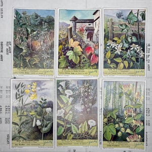 Vintage-Sammelkarten. Set mit 6 alten Karten der Firma Liebig, Werbe-Sammelkarten. Serie 439