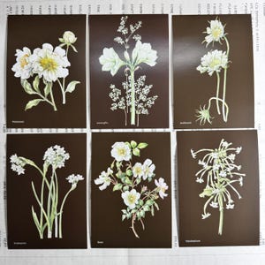 Cartoline botaniche. Set di 6, del 2017 - illustrazioni di Janneke Brinkman. Fiori