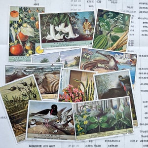 Coffret de 18 CARTES OXO CHROMOS différentes. Nature, fleurs, animaux
