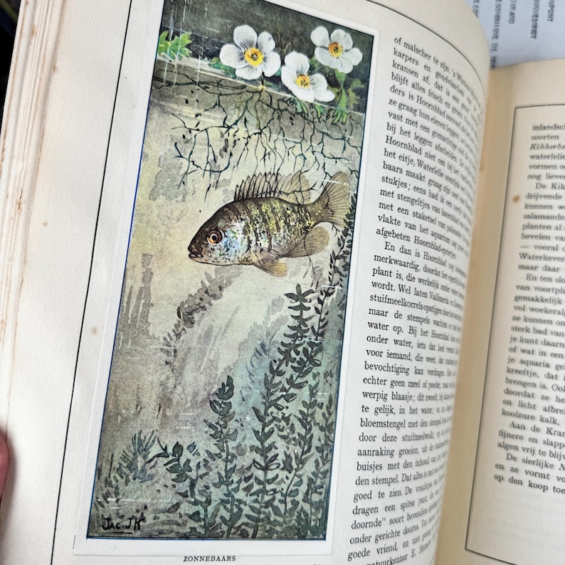 Fish 1925 1925 - Original Verkade Album - Aquarium Collector Cards Complete 137 ...