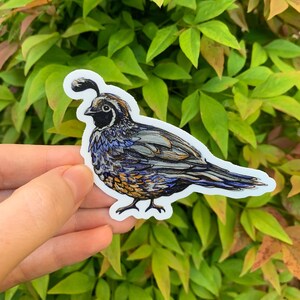 California Quail, Laptop Sticker, Vinyl stickers, Aesthetic stickers, Laptop Decal, Cute stickers, Waterproof, Nature Art