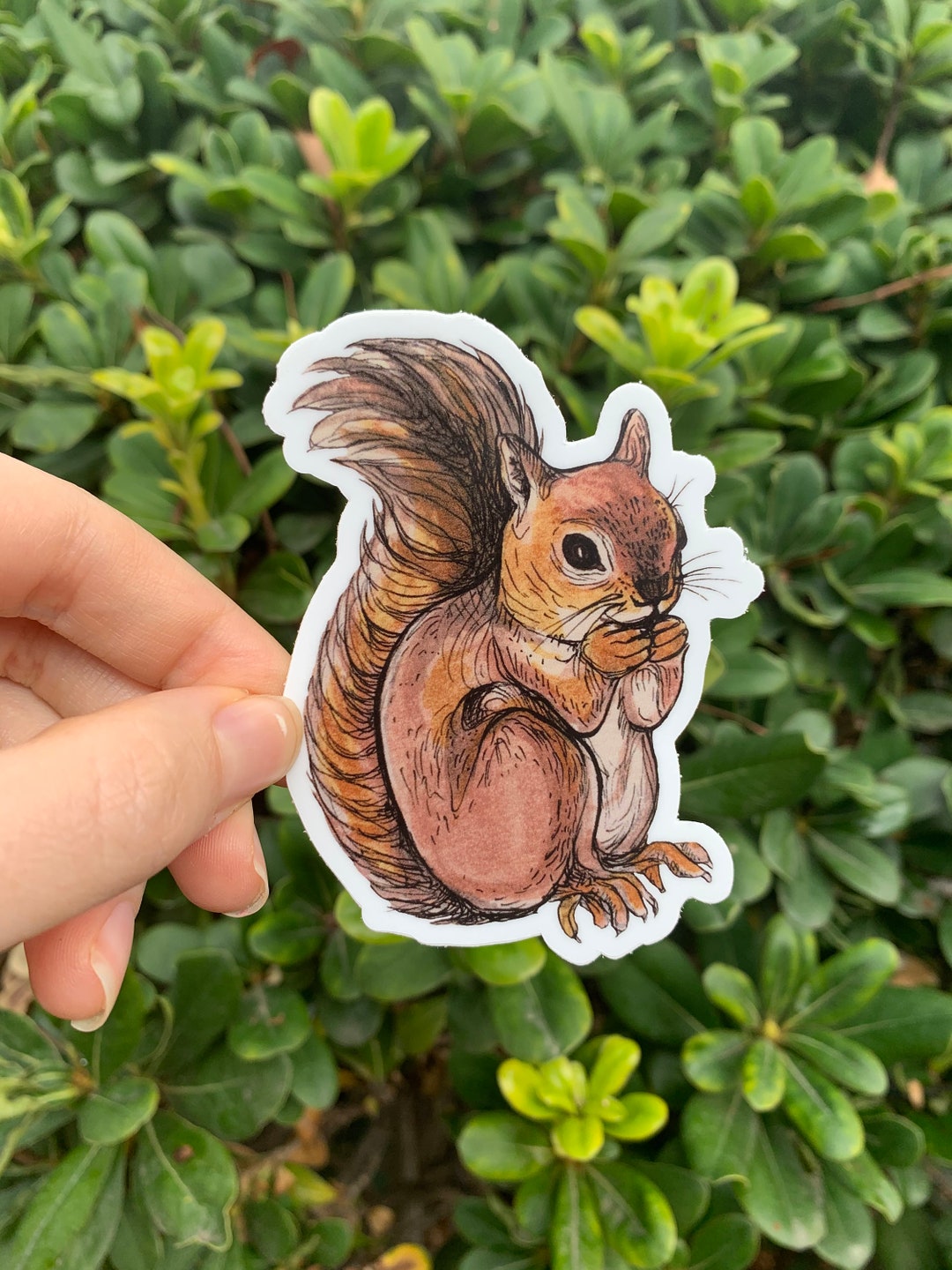 Squirrel Sticker, Laptop Sticker, Vinyl Sticker, Waterproof Sticker, Water Bottle Vinyl, Garden