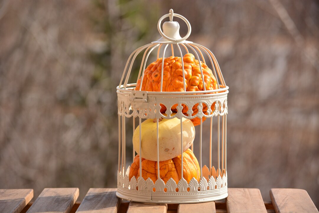 Decorative Bird Cagewedding Birdcagewedding Decorshabby Etsy