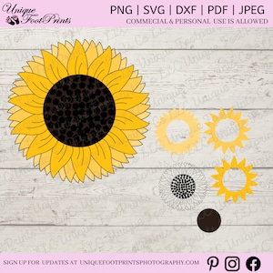 Puede incluir: Un conjunto de cinco archivos de corte SVG de girasol. La imagen principal muestra un girasol grande con un centro blanco y negro. Las otras cuatro imágenes muestran diferentes tamaños de contornos de girasol.