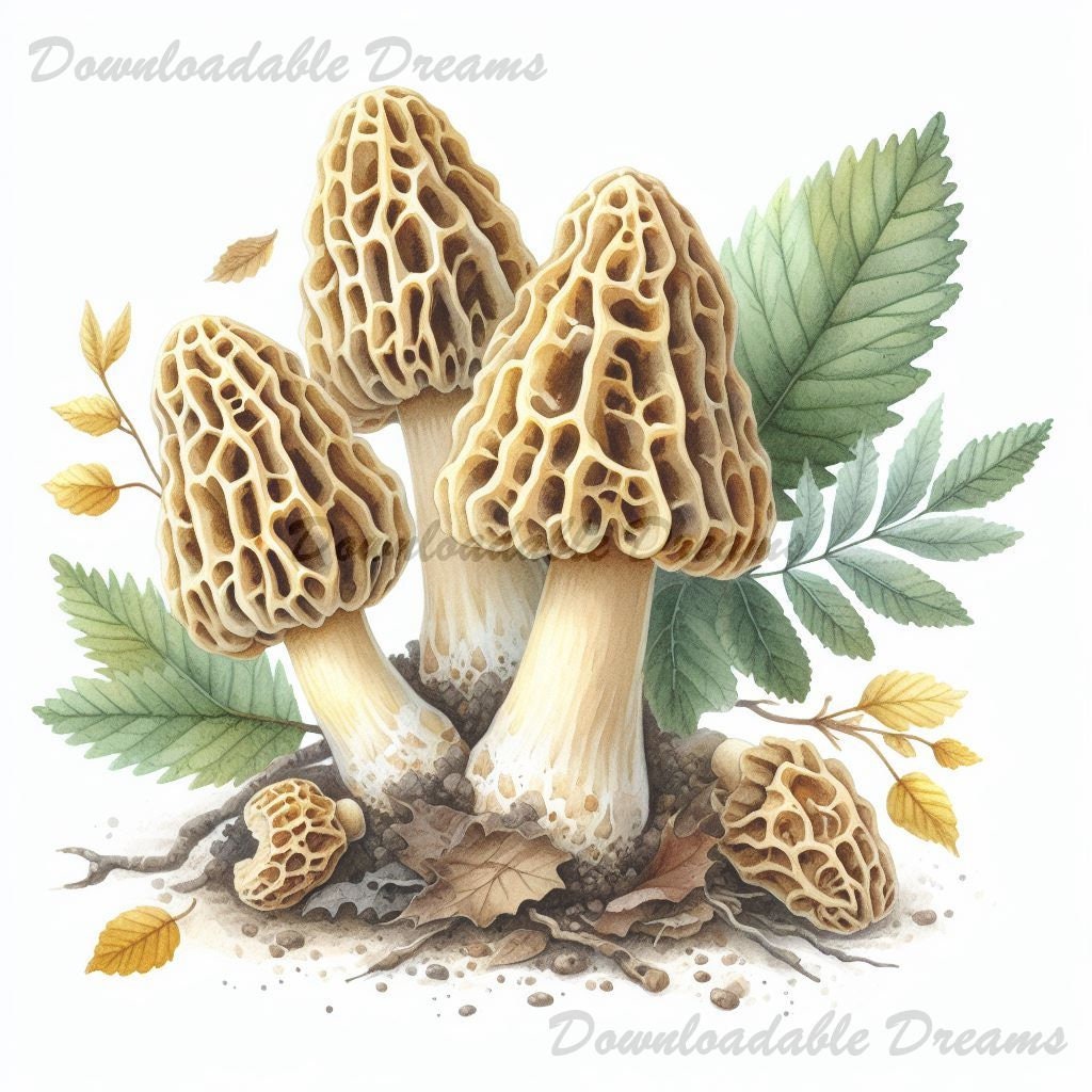 20 Morel Mushroom Clipart Bundle Morels Art Pack High Quality Digital Image Download Commercial