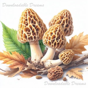 May include: Watercolor illustration of morel mushrooms with a honeycomb texture, surrounded by fallen leaves and a green leaf. The image has the text "Downloadable Dreams" in the top left and bottom right corners.