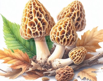 20 Morel Mushroom Clipart Bundle - Morels Art Pack High Quality Digital Image Download Commercial Rights Wall Art Invitations Hunters