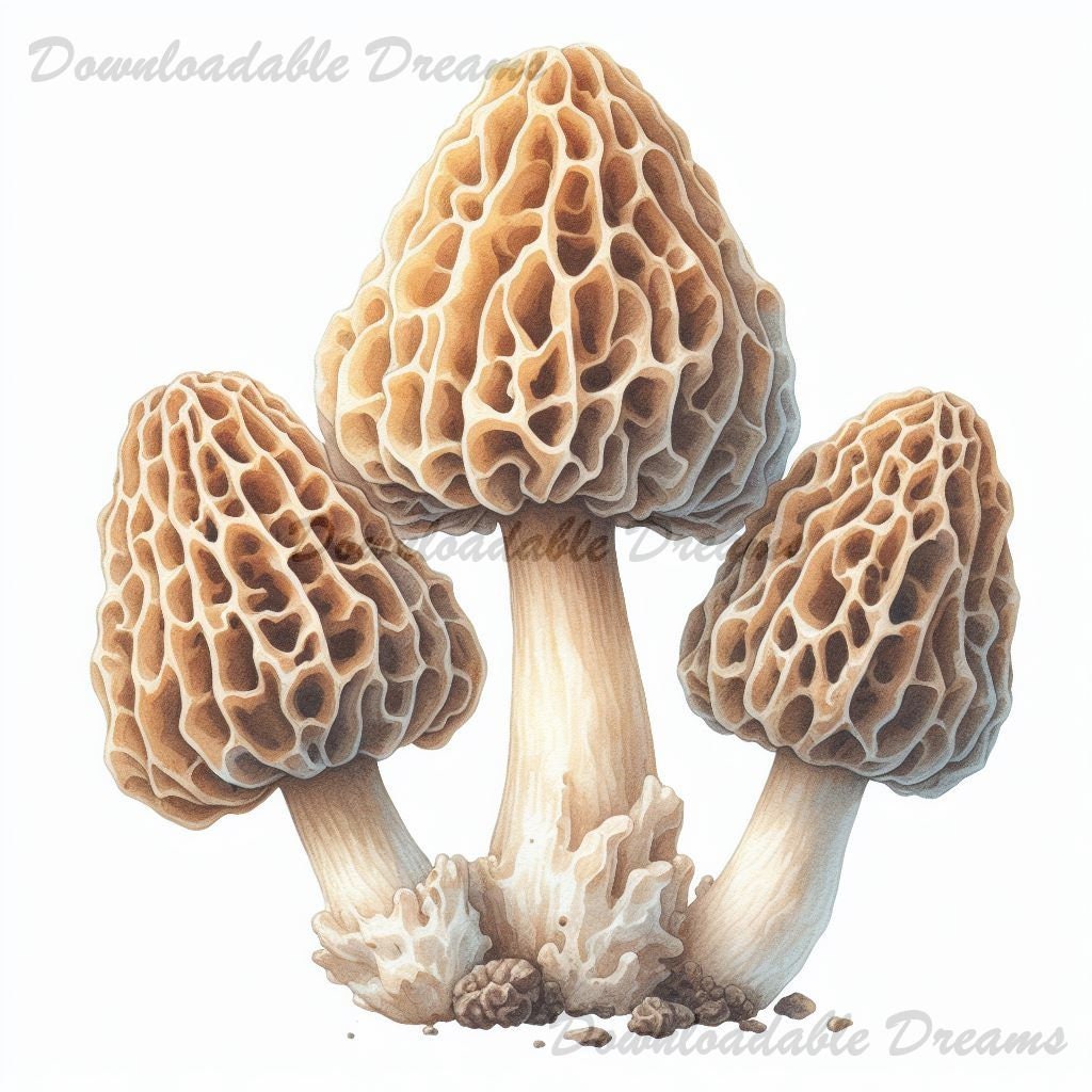 20 Morel Mushroom Clipart Bundle Morels Art Pack High Quality Digital Image Download Commercial