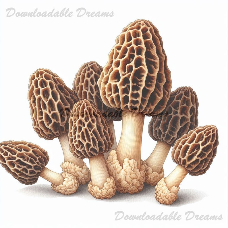 20 Morel Mushroom Clipart Bundle Morels Art Pack High Quality Digital Image Download Commercial
