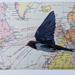 Barn Swallow Print - Giclee Fine Art Print - Bird Lover Decor Gift - Swallow Painting - Explorer Wall Art - Vintage Map - Traveller Gift -