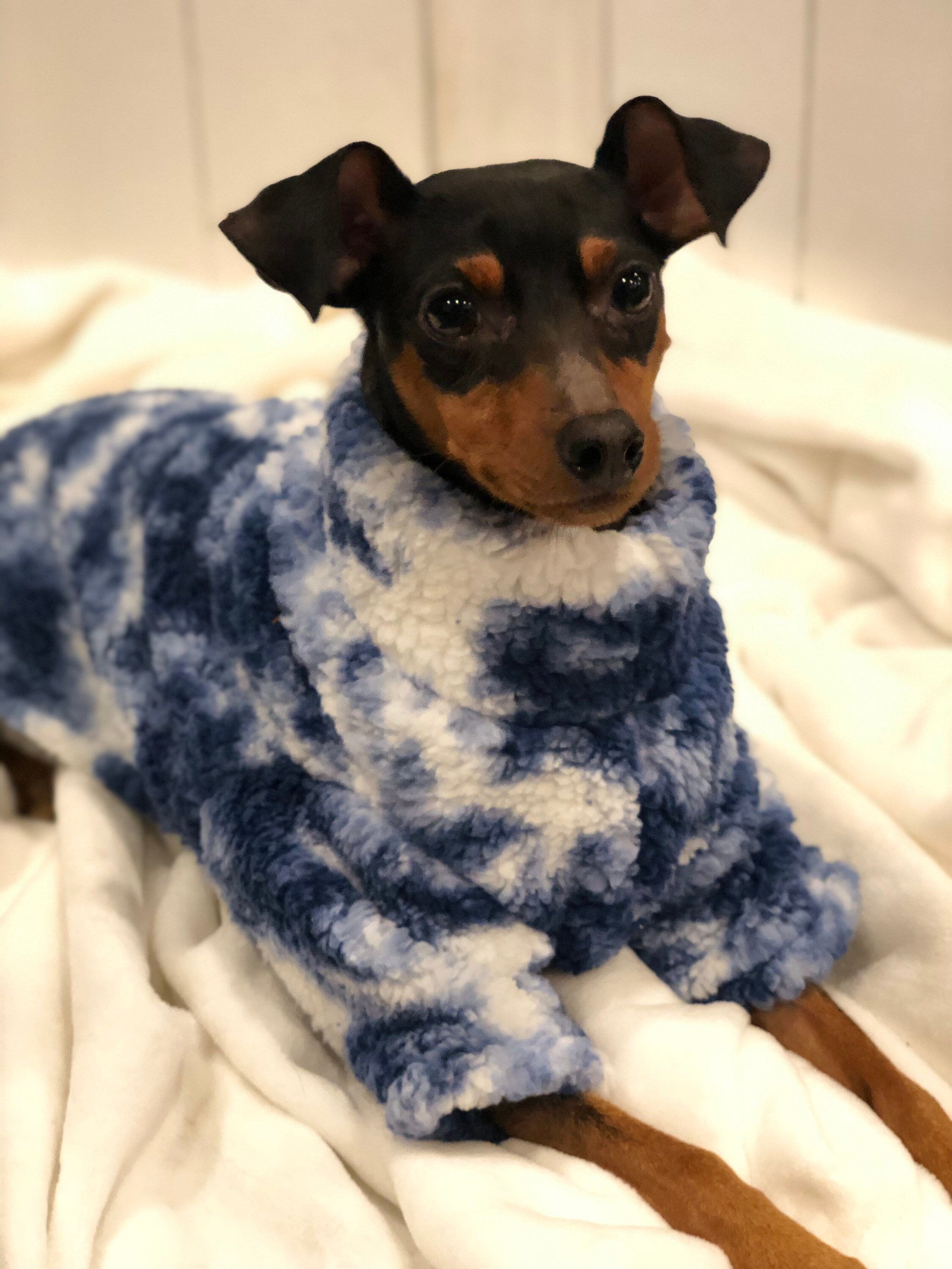 Wooly Jumper Small Breed Dog Coat Blue 