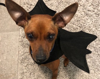 Bat wings dog costume - for small breed dogs