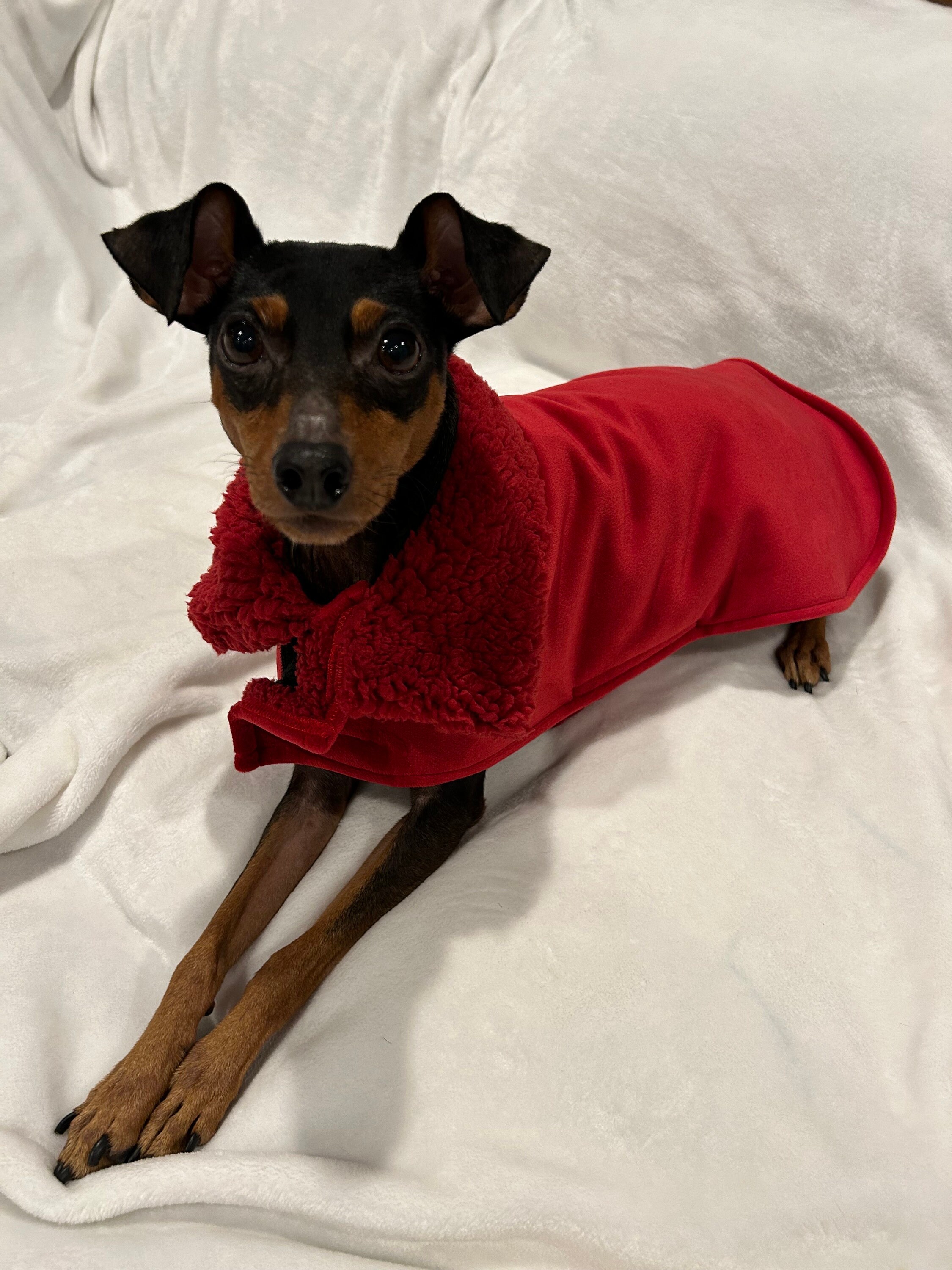 Miniature pinscher hotsell dog clothes