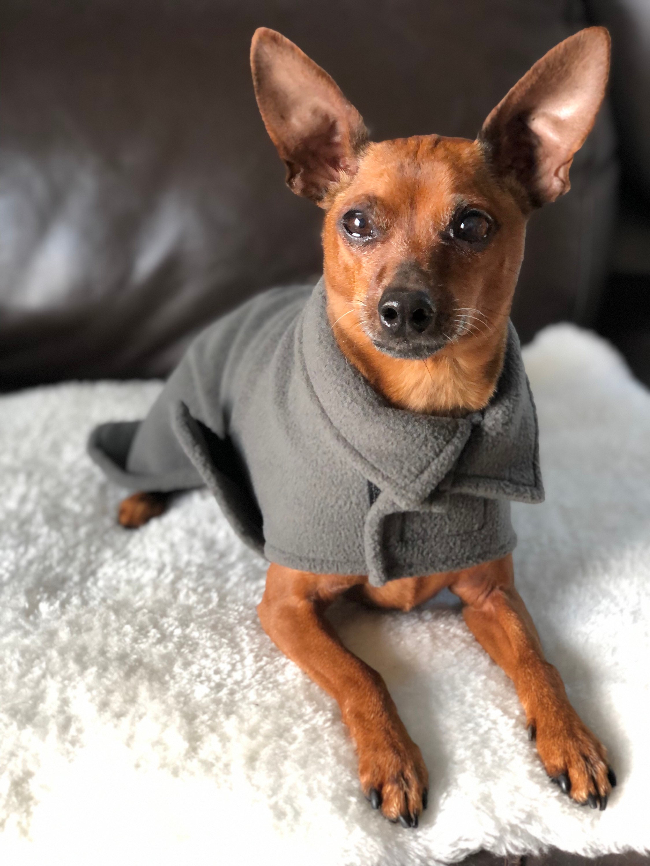 Adjustable Comfort Wrap - Dog Coat - Small Breed Dog Sweater